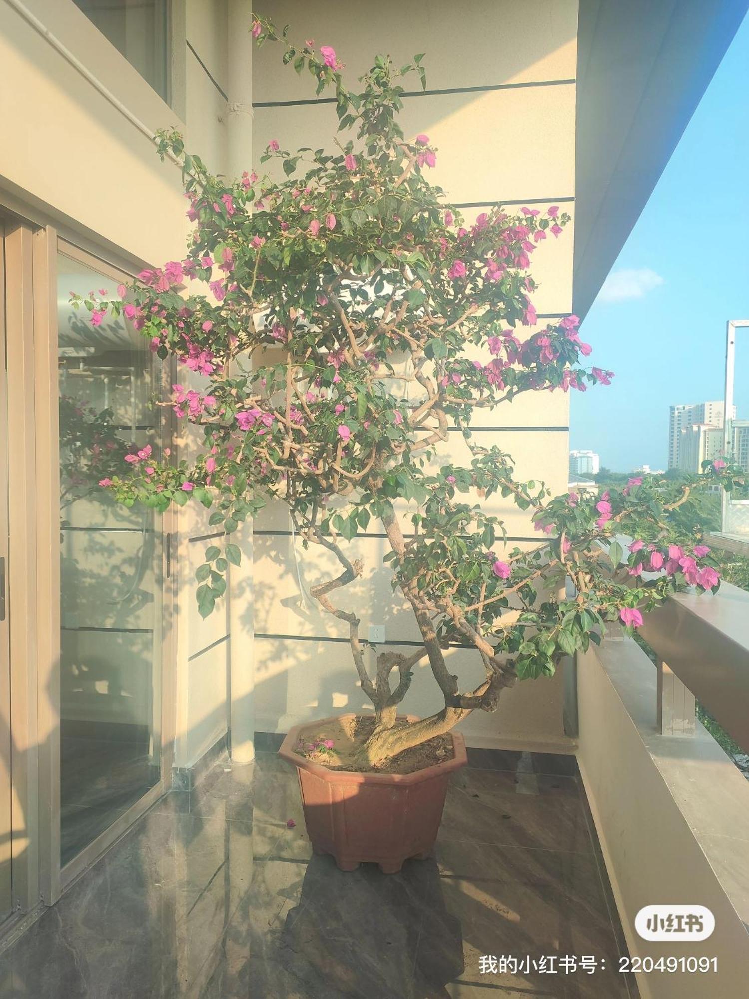Shiguanghui Apartment Sanya Exterior photo